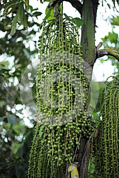 Betel palm or Betel nut or Areca catechu green raw in bunch