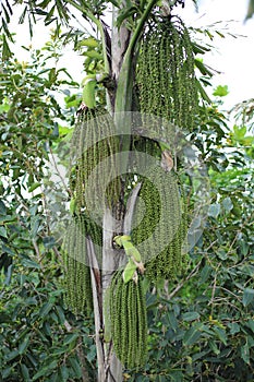 Betel palm or Betel nut or Areca catechu green raw in bunch