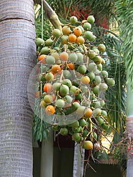 betel palm fruit