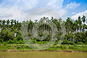 Betel palm plantation