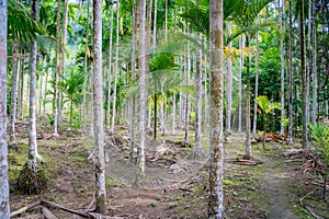 Betel palm in resort in thailand.