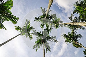 Betel palm and sky