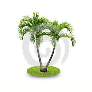 Betel palm tree