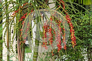 Betel palm on tree