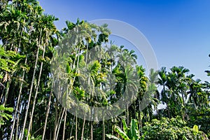Betel palm tree on blue sky background