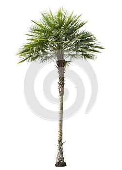 Betel palm tree cut out isolated