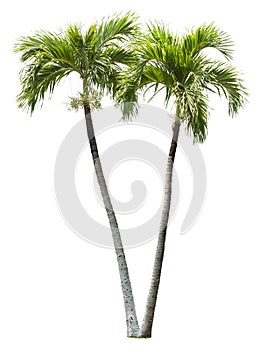 Betel palm tree element isolated