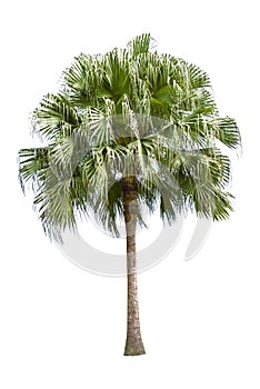 Betel palm tree on green filed background