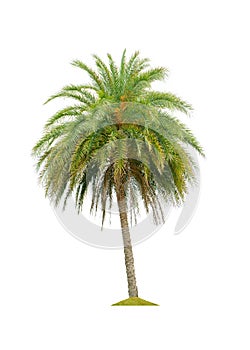 Betel palm tree isolated on white