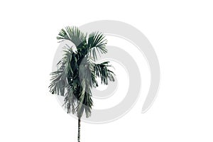 Betel palm tree with leaves  for green foliage backdrop