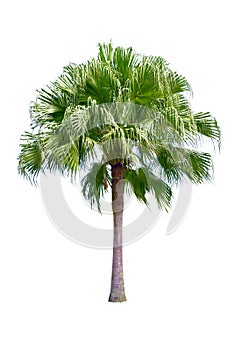 Betel palm tree ,Palm tree ,a green leaf isolation for summer background