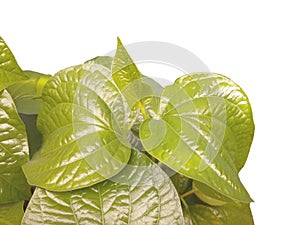 Betel, Piper betle green leaves on white background
