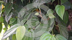 Betel Piper betle herbal plant. In Indonesia use as medicine jamu. Betel leaf extract has not been shown to cause significant