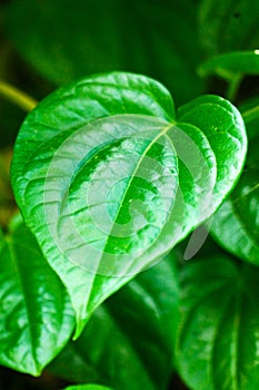 `Sirih` is betel, Indonesian endemics photo