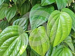 Betel is a plant native to Indonesian