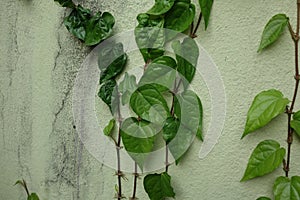Betel plants with green leaves climbing on a concrete polished wall.