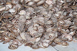 Betel seed made of cutted khat