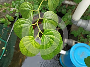 Betel sirih leaves in the home garden