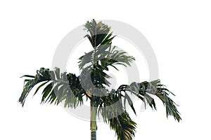 Betel tree leaves with branches on white isolated background
