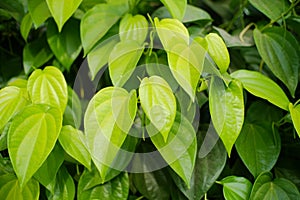 The betel is a vine of the family Piperaceae, which includes pepper and kava. Betel leaf is mostly consumed in Asia, and elsewhere