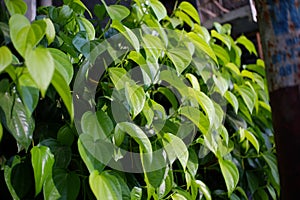 The betel is a vine of the family Piperaceae, which includes pepper and kava. Betel leaf is mostly consumed in Asia, and elsewhere