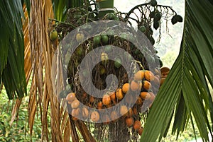 Betelnut, Penang, Malaysia