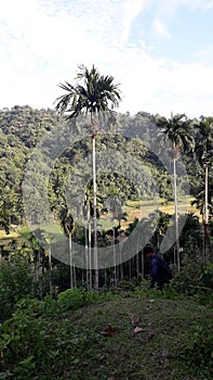 Betelnut tree in jungle