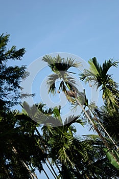Betelnut trees in Assam, India. betelnut farming in village of North East Assam India, Supari Tree