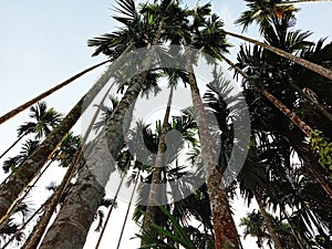 Betelnut trees in a village