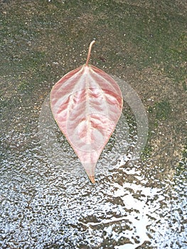 Bethel leaf