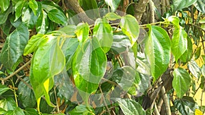 Betle leaf & x28;Daun Sirih Hijau& x29; has many properties such as antibacterial, anti-mutagenic photo
