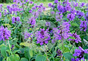 Betonica or Stachys common betony, purple betony, is a perennial grassland herb. Betonica grandiflora in the summer garden