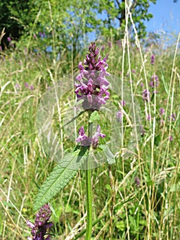 Betony (Betonica officinalis or Stachys officinalis)