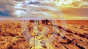 Betpakdala steppe southern kazakhstan