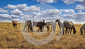 Betpakdala steppe southern kazakhstan