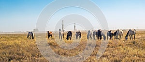 Betpakdala steppe southern kazakhstan