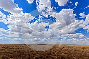 Betpakdala steppe southern kazakhstan