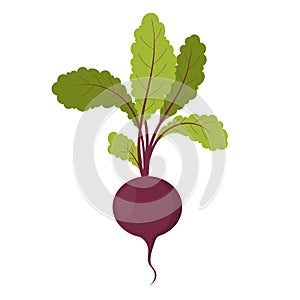 Betroot vegetable illustration. photo