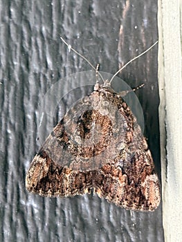 Betrothed Underwing Moth