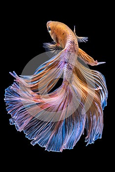 Betta