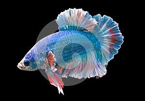 Betta Blue Fancy Halfmoon Plakat HMPK Male or Plakat Fighting Fish Splendens