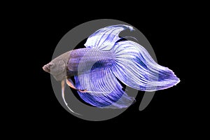 Betta Blue Veiltail VT Male or Plakat Fighting Fish Splendens