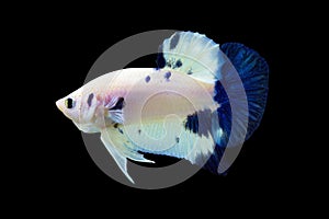 Betta Bule Marble Halfmoon Plakat HMPK Male or Plakat Fighting Fish Splendens