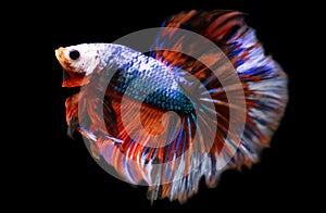 Betta Fancy Rose Tail Halfmoon HM Male or Plakat Fighting Fish Splendens