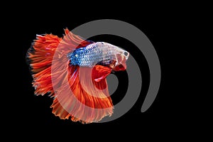 betta fighting fish over isolated black background. The moving moment beautiful of red and blue Siamese betta