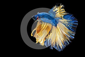 Betta fighting fish over isolated black background. The moving moment beautiful of yellow, blue siamese betta