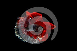 Betta fighting fish