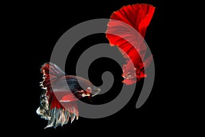 Betta fighting fish