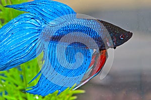 Betta fish