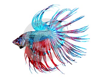 Betta Fish photo